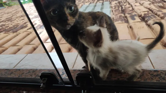 Gato ra a SRD-ViraLata idade Abaixo de 2 meses nome Gatos, família para adoção