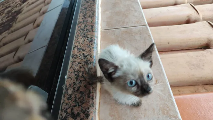 Gato ra a SRD-ViraLata idade Abaixo de 2 meses nome Gatos, família para adoção