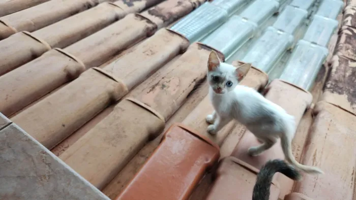 Gato ra a SRD-ViraLata idade Abaixo de 2 meses nome Gatos, família para adoção