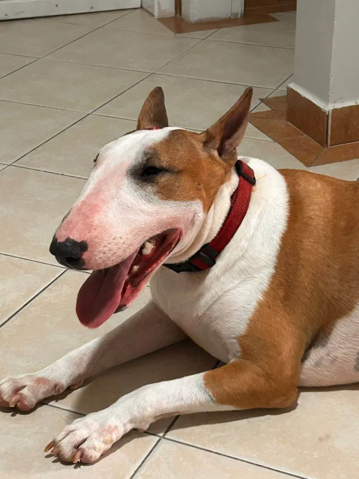 Cachorro ra a Setter idade 1 ano nome Cléu 