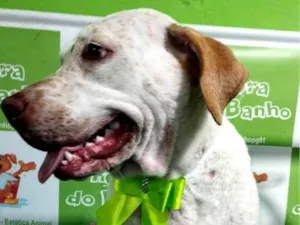 Cachorro raça Pit-Bull idade 1 ano nome Pandora