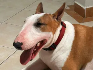 Cachorro raça Setter idade 1 ano nome Cléu 