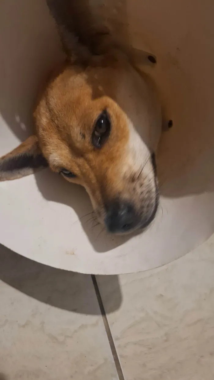 Cachorro ra a SRD-ViraLata idade 1 ano nome Caramela