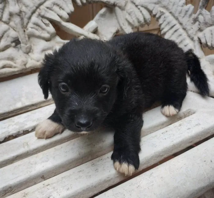 Cachorro ra a SRD-ViraLata idade Abaixo de 2 meses nome Filhotes