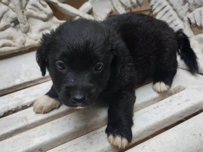 Cachorro ra a SRD-ViraLata idade Abaixo de 2 meses nome Filhotes