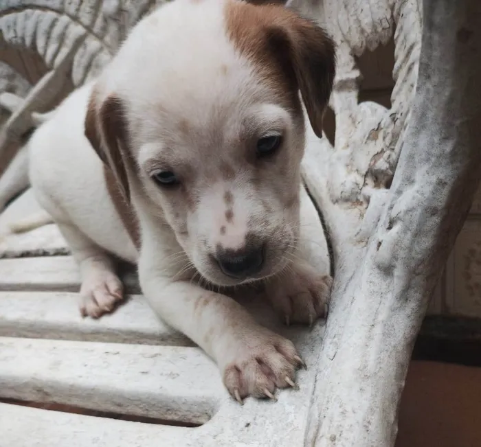 Cachorro ra a SRD-ViraLata idade Abaixo de 2 meses nome Filhotes