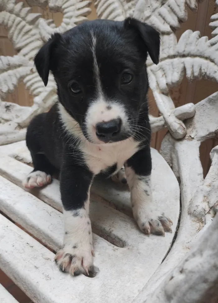 Cachorro ra a SRD-ViraLata idade Abaixo de 2 meses nome Filhotes