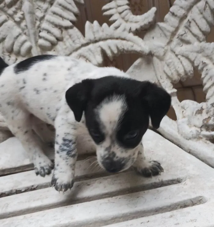 Cachorro ra a SRD-ViraLata idade Abaixo de 2 meses nome Filhotes