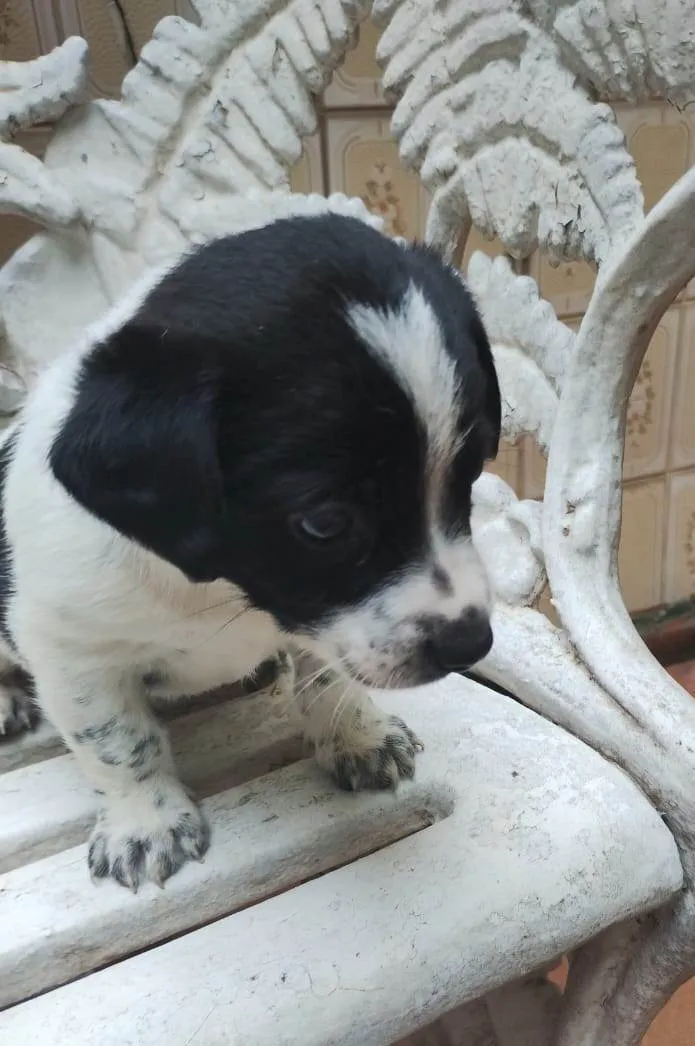 Cachorro ra a SRD-ViraLata idade Abaixo de 2 meses nome Filhotes