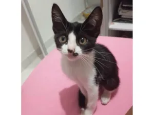 Gato raça SRD-ViraLata idade Abaixo de 2 meses nome Sem nome definido 