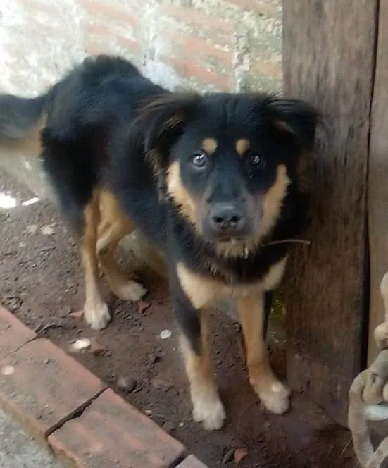 Cachorro ra a SRD-ViraLata idade 1 ano nome Toto