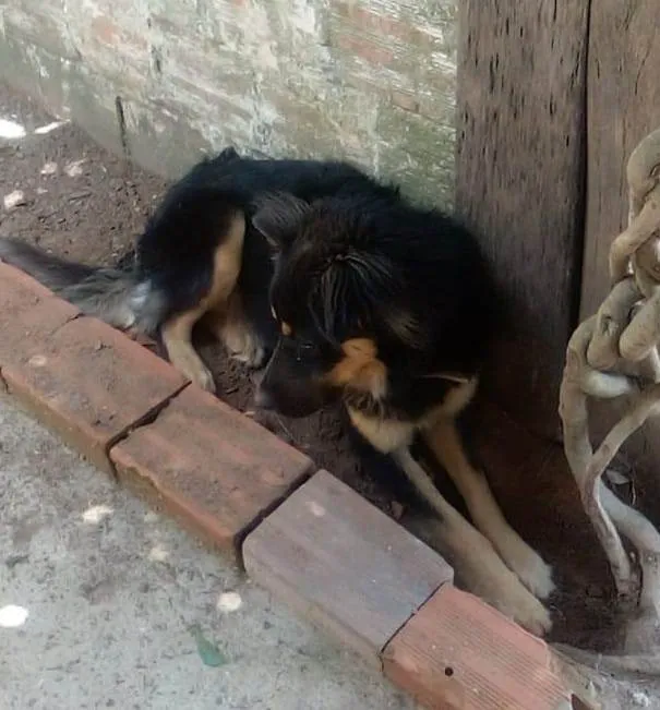 Cachorro ra a SRD-ViraLata idade 1 ano nome Toto