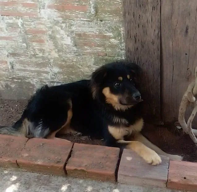 Cachorro ra a SRD-ViraLata idade 1 ano nome Toto