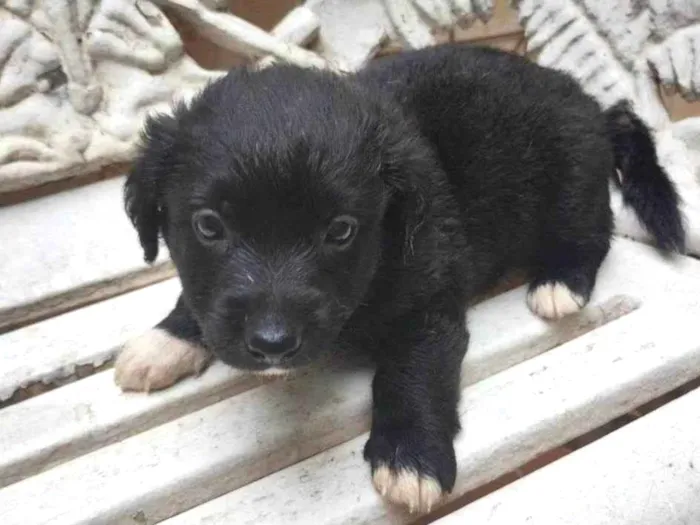 Cachorro ra a SRD-ViraLata idade Abaixo de 2 meses nome Filhotes