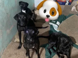 Cachorro raça SRD-ViraLata idade 2 anos nome Pretinha(mãe), Ontonha, Pandora e Sansão 