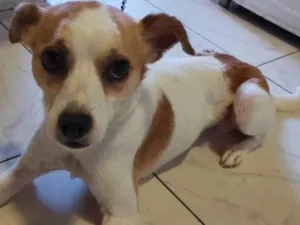 Cachorro raça SRD-ViraLata idade 1 ano nome Thor