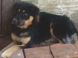 Cachorro raça SRD-ViraLata idade 1 ano nome Toto