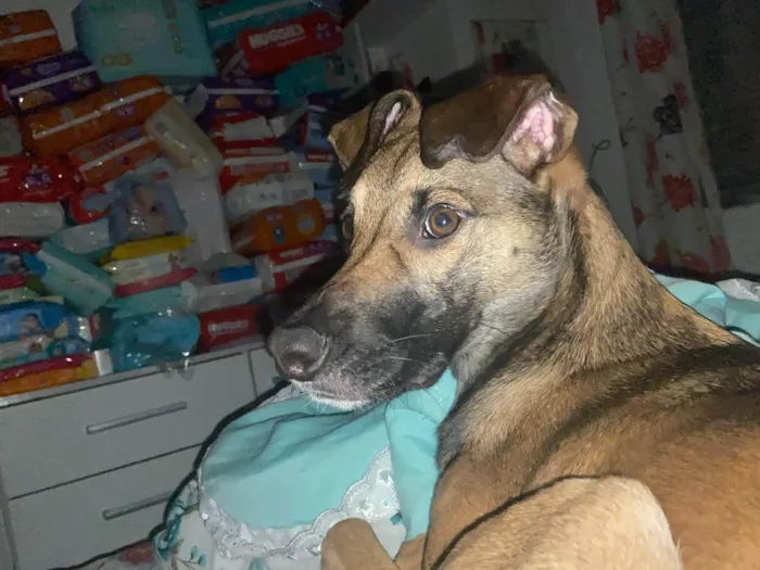 Cachorro ra a SRD-ViraLata idade 1 ano nome Capuccino