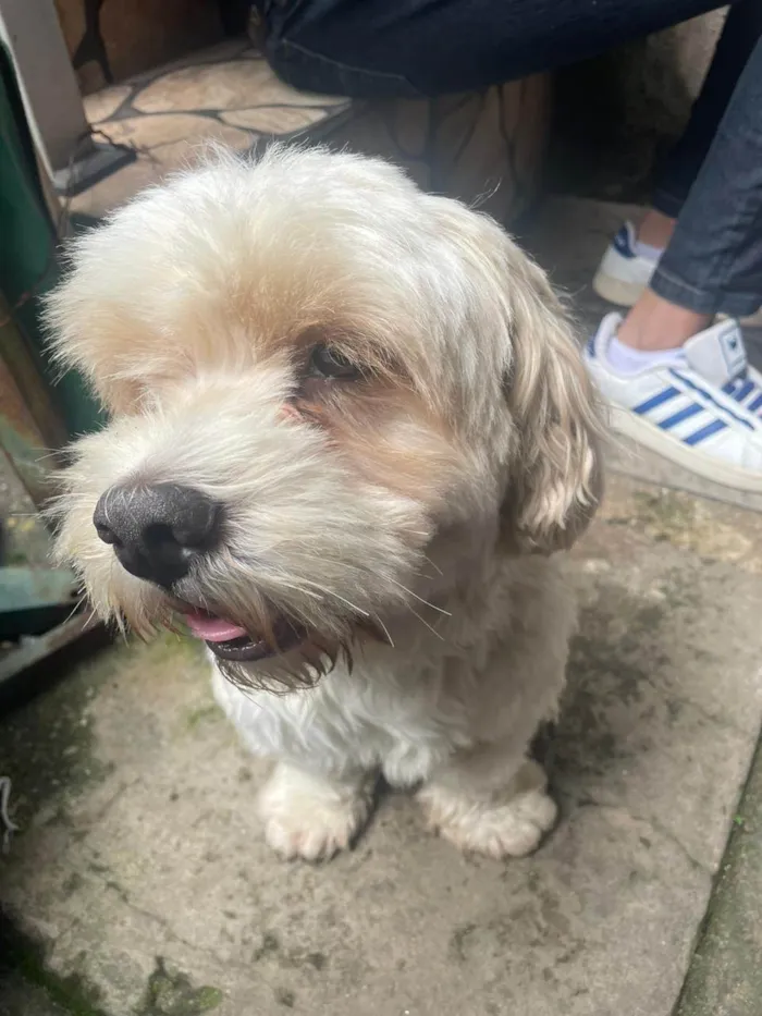 Cachorro ra a Lhasa Apso idade 4 anos nome Ted