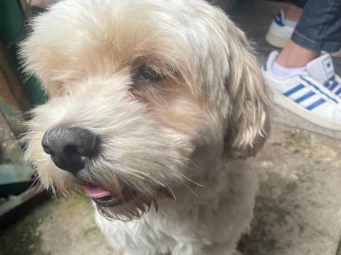 Cachorro ra a Lhasa Apso idade 4 anos nome Ted