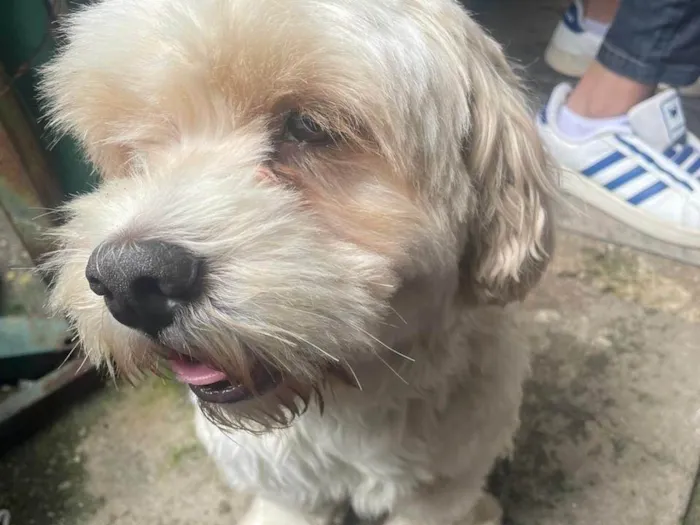 Cachorro ra a Lhasa Apso idade 4 anos nome Ted