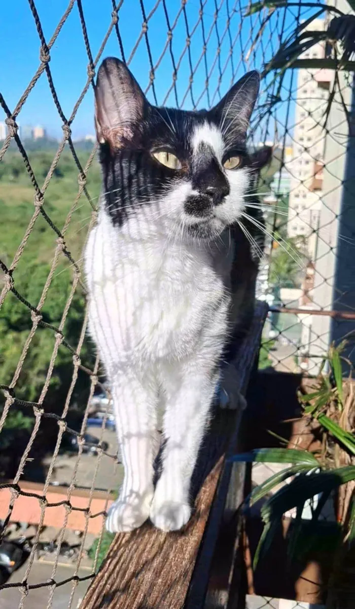 Gato ra a SRD-ViraLata idade 2 anos nome CELINA 