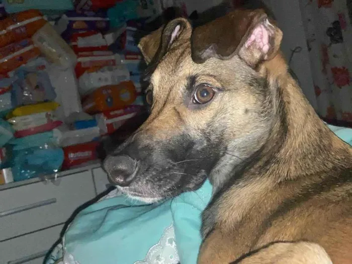 Cachorro ra a SRD-ViraLata idade 1 ano nome Capuccino