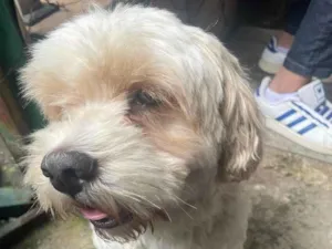 Cachorro raça Lhasa Apso idade 4 anos nome Ted