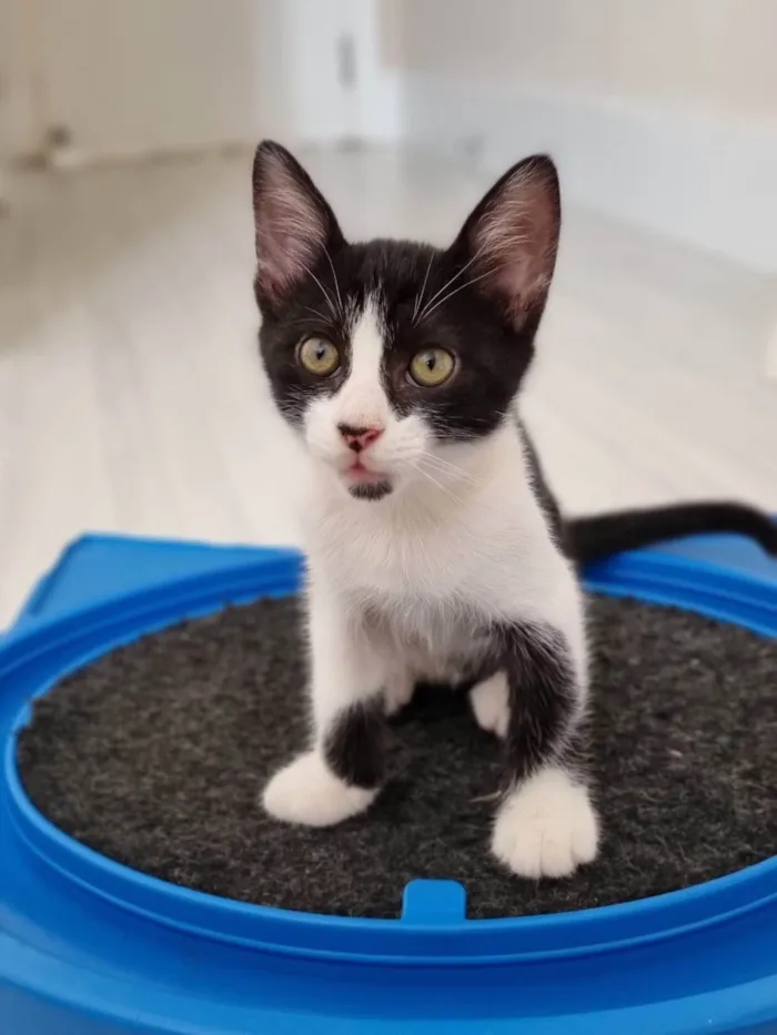 Gato ra a SRD-ViraLata idade Abaixo de 2 meses nome MAX