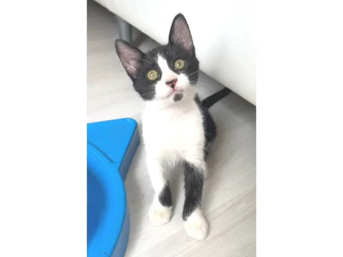 Gato ra a SRD-ViraLata idade Abaixo de 2 meses nome MAX