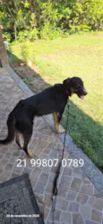 Adote um cão adulto 21 99807-0789 