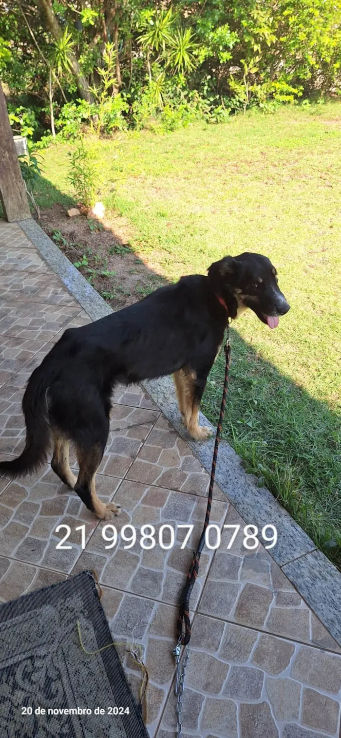 Cachorro ra a SRD-ViraLata idade 4 anos nome Adote um cão adulto 21 99807-0789 