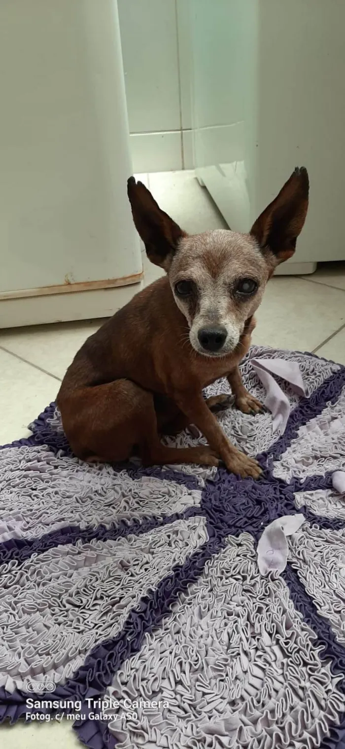 Cachorro ra a Pinscher idade 6 ou mais anos nome Costelinha