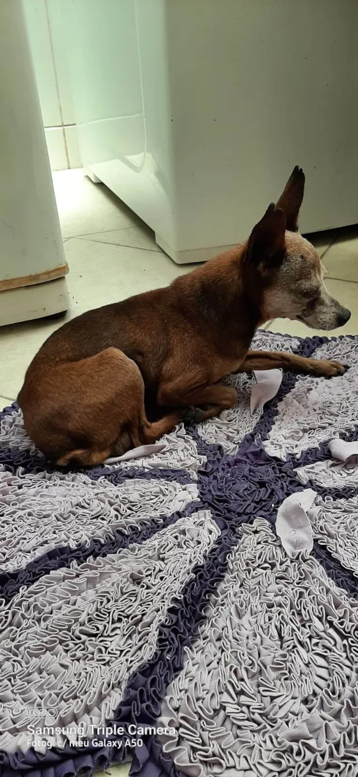 Cachorro ra a Pinscher idade 6 ou mais anos nome Costelinha