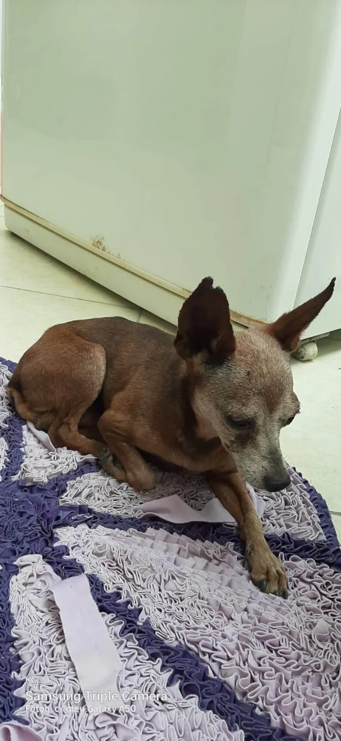 Cachorro ra a Pinscher idade 6 ou mais anos nome Costelinha