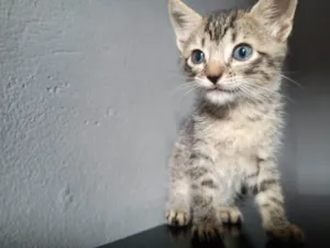 Gato raça SRD-ViraLata idade Abaixo de 2 meses nome Luna