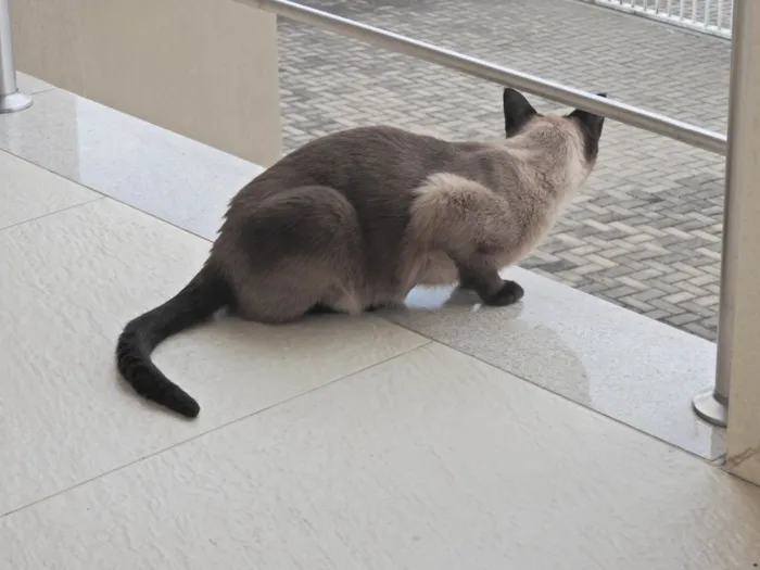 Gato ra a Siamês idade 6 ou mais anos nome Nico