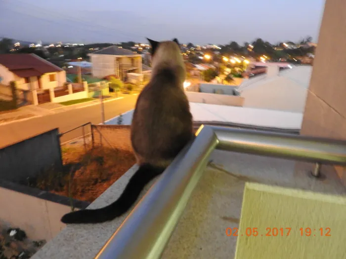 Gato ra a Siamês idade 6 ou mais anos nome Nico