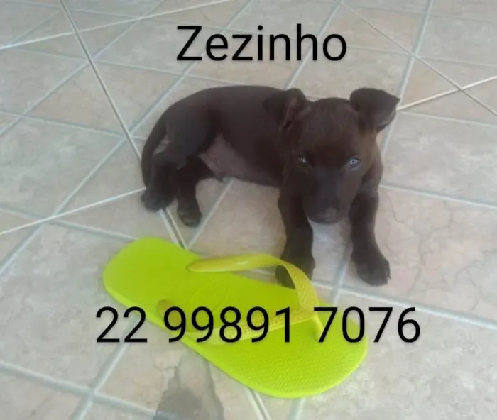 Cachorro ra a SRD-ViraLata idade 2 a 6 meses nome Zezinho 