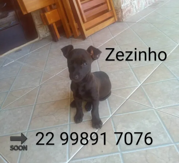 Cachorro ra a SRD-ViraLata idade 2 a 6 meses nome Zezinho 