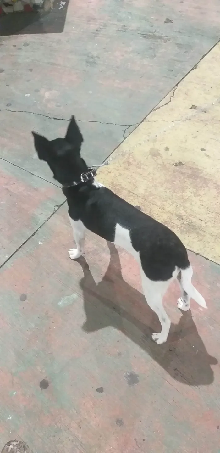 Cachorro ra a SRD-ViraLata idade 7 a 11 meses nome DUKE