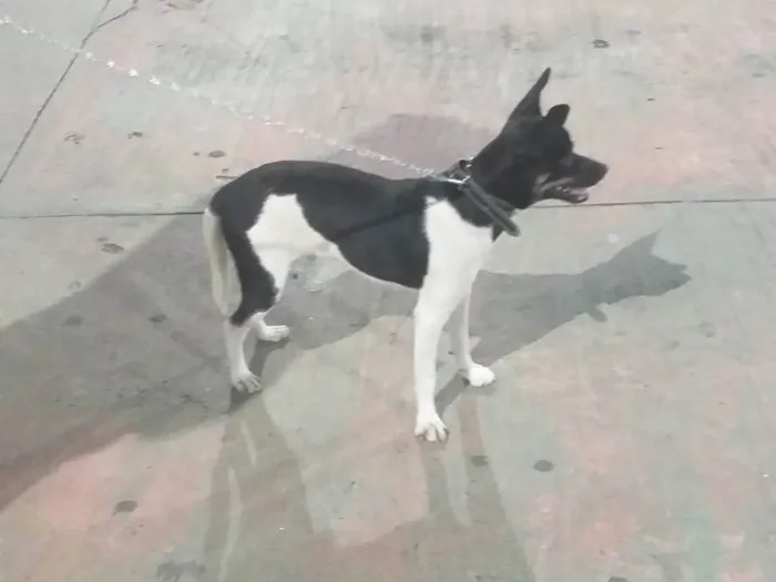 Cachorro ra a SRD-ViraLata idade 7 a 11 meses nome DUKE