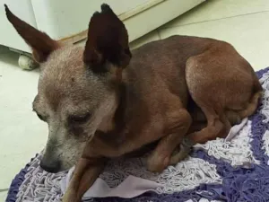 Cachorro raça Pinscher idade 6 ou mais anos nome Costelinha