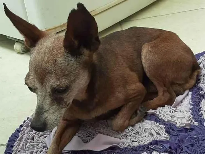 Cachorro ra a Pinscher idade 6 ou mais anos nome Costelinha