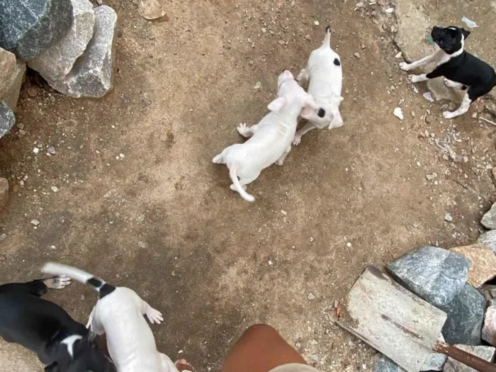 Cachorro ra a SRD-ViraLata idade 2 a 6 meses nome Belinha 