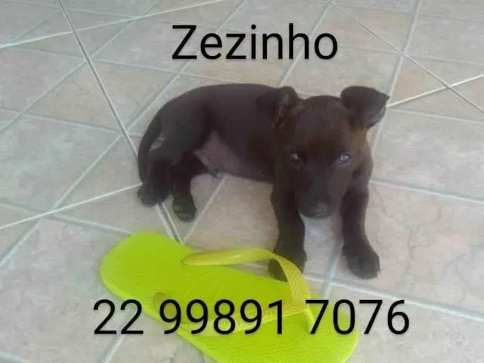 Cachorro ra a SRD-ViraLata idade 2 a 6 meses nome Zezinho 