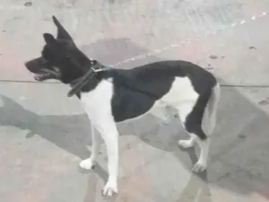 Cachorro raça SRD-ViraLata idade 7 a 11 meses nome DUKE