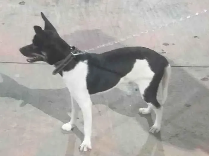 Cachorro ra a SRD-ViraLata idade 7 a 11 meses nome DUKE