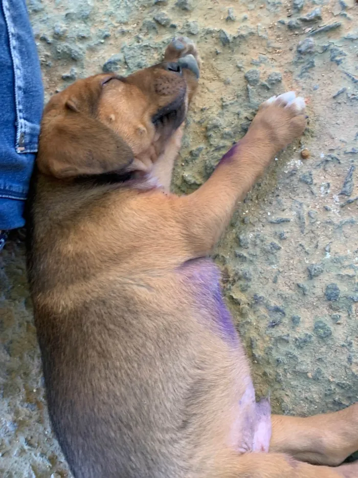 Cachorro ra a SRD-ViraLata idade 2 a 6 meses nome sem nome