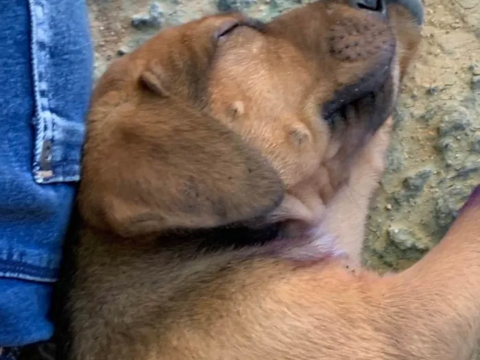 Cachorro ra a SRD-ViraLata idade 2 a 6 meses nome sem nome